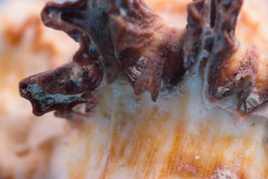 bir deniz kabuğu izi. arka kapatmak