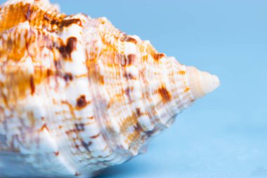 Güzel deniz kıyısı mavi arka plan üzerinde Kapat