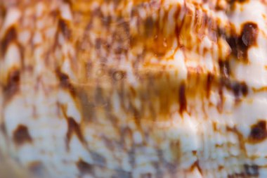 bir deniz kabuğu izi. arka kapatmak