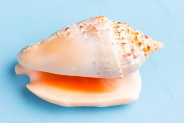 Güzel deniz kıyısı mavi arka plan üzerinde Kapat