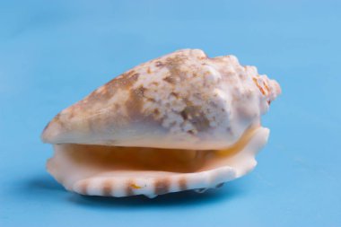 Güzel deniz kıyısı mavi arka plan üzerinde Kapat