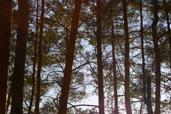 çam ağacı orman günbatımı üzerinde Kapat