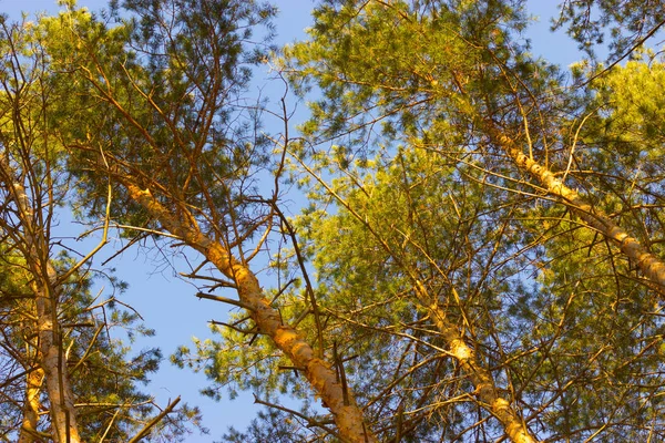 çam ağacı orman günbatımı üzerinde Kapat