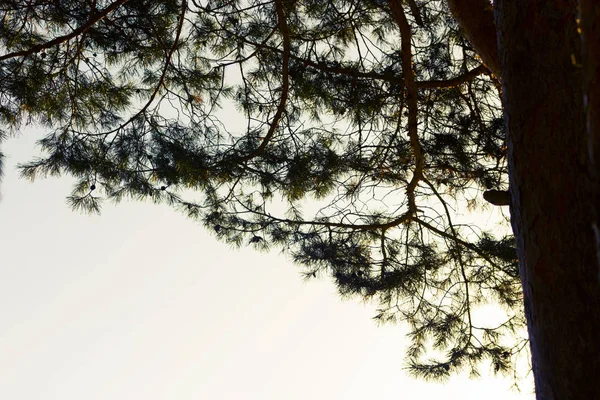 çam ağacı orman günbatımı üzerinde Kapat