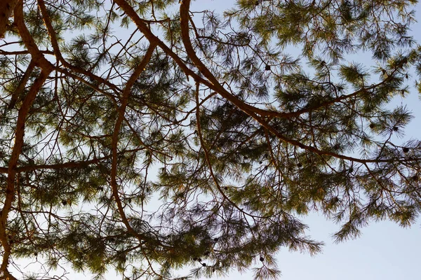 Bosque Pinos Cerca Puesta Del Sol — Foto de Stock