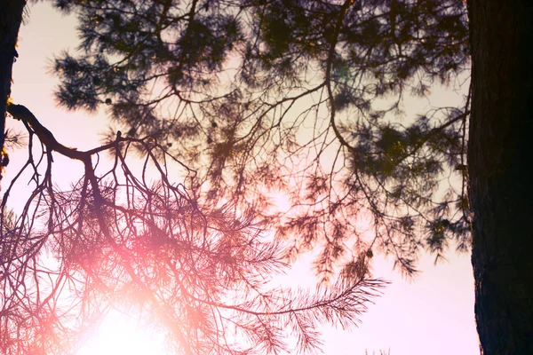 Bosque Pinos Cerca Puesta Del Sol —  Fotos de Stock