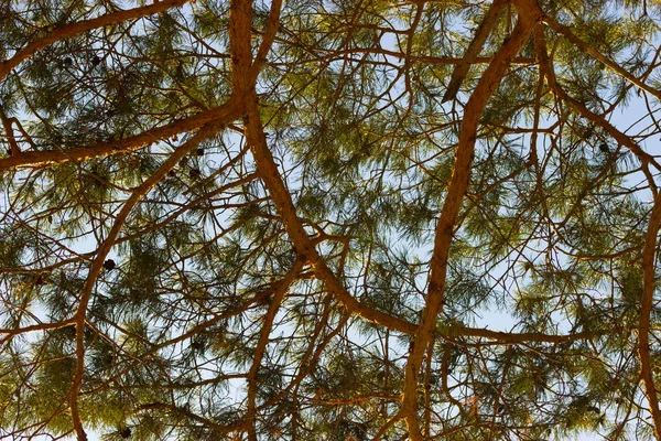 Bosque Pinos Cerca Puesta Del Sol — Foto de Stock