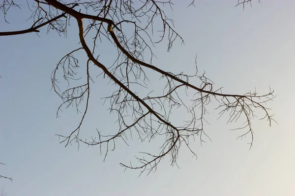 Arbres Avec Des Branches Nues Sur Fond Bleu Ciel — Photo