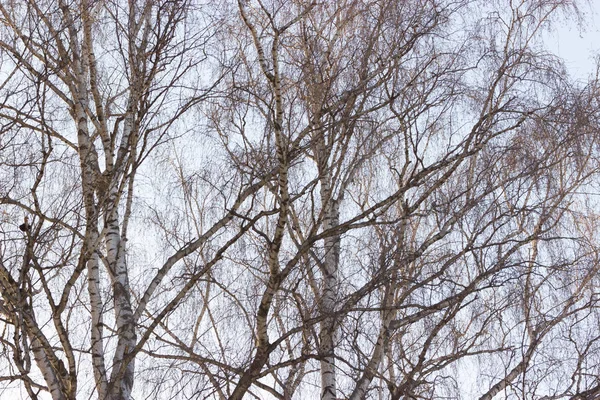 Árvores Com Galhos Nus Fundo Azul Céu — Fotografia de Stock