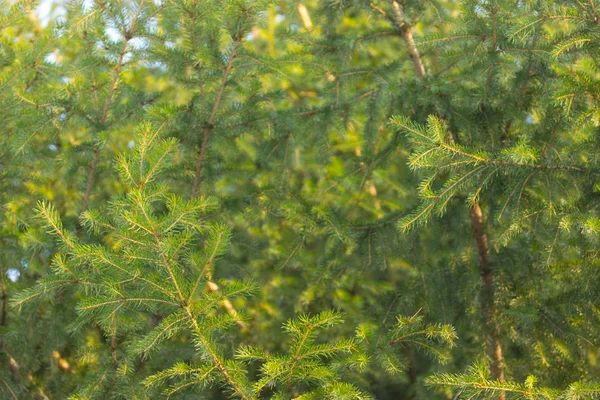 松の木の森が夕日にクローズ アップ — ストック写真