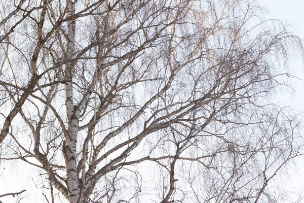 Träd Med Kala Grenarna Blå Himmel Bakgrund — Stockfoto