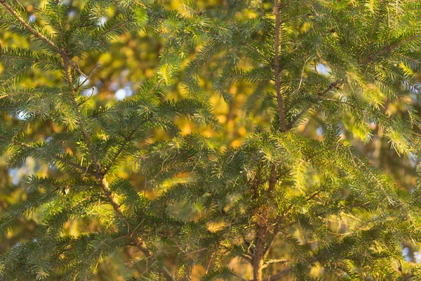 çam ağacı orman günbatımı üzerinde Kapat