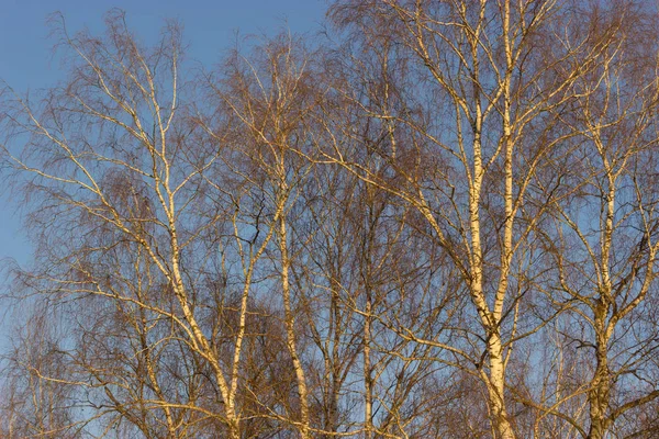 Árvores Com Galhos Nus Fundo Azul Céu — Fotografia de Stock