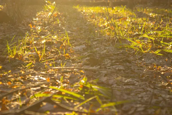 Puesta Sol Bosque Con Luz Solar Colores Cálidos —  Fotos de Stock