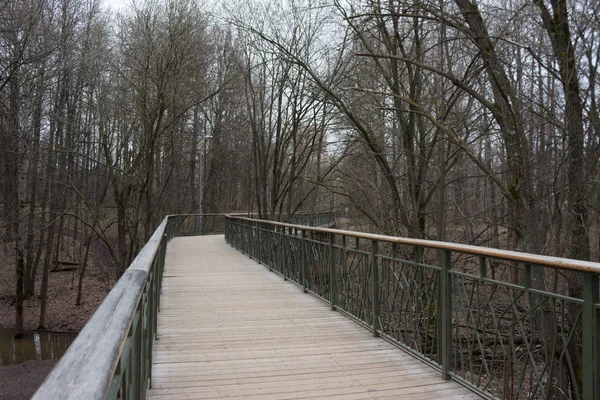 Yol lider içine puslu forrest. Moody park