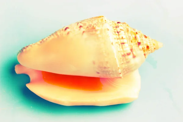 Vackra Seashell Som Närbild Blå Bakgrund — Stockfoto