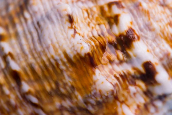 bir deniz kabuğu izi. arka kapatmak