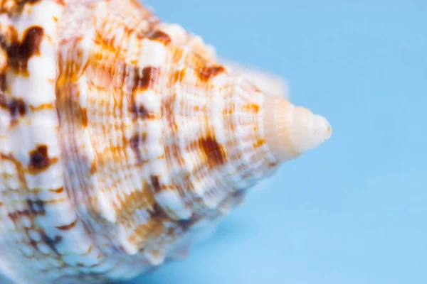 青色の背景色の美しい貝殻をクローズ アップ — ストック写真
