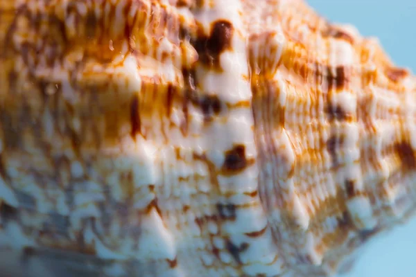 Bir Deniz Kabuğu Izi Arka Kapatmak — Stok fotoğraf