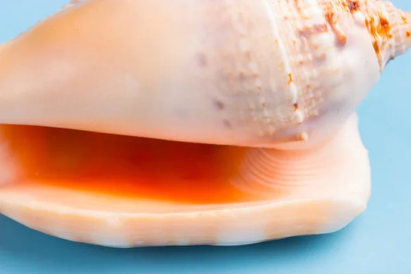 青色の背景色の美しい貝殻をクローズ アップ — ストック写真