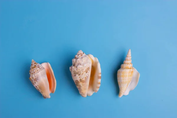 青の背景に夏の休日背景海の貝殻 — ストック写真