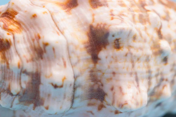 海の貝殻のパターン 背景を閉じる — ストック写真