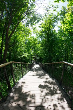 Yeşil bahar güneşli şehir parkı ile yol ve güzel ağaçlar sokak