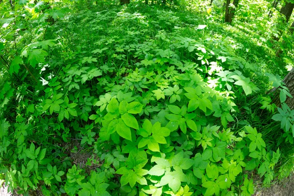 Çevre Kavramı Görüntü Bir Daire Şeklinde Yeşil Çimen — Stok fotoğraf