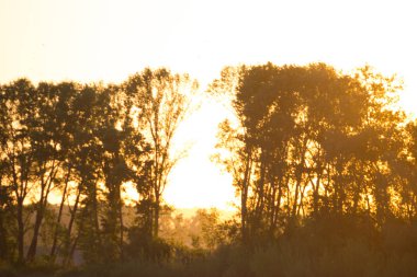 Güneş ışığına sahip bokeh yaprağı, arkaplan için sıcak ton rengi kullanımı