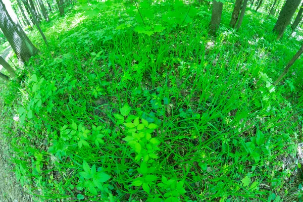 Εικόνα Έννοια Περιβάλλον Πράσινο Γρασίδι Σχήμα Κύκλου — Φωτογραφία Αρχείου