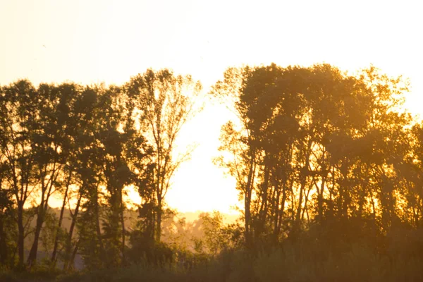 Feuille Bokeh Avec Lumière Soleil Ton Chaud Utilisation Couleur Pour — Photo