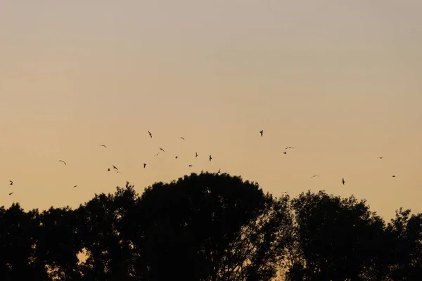 Dans Soirée Silhouette Arbre Sur Ciel Couchant — Photo