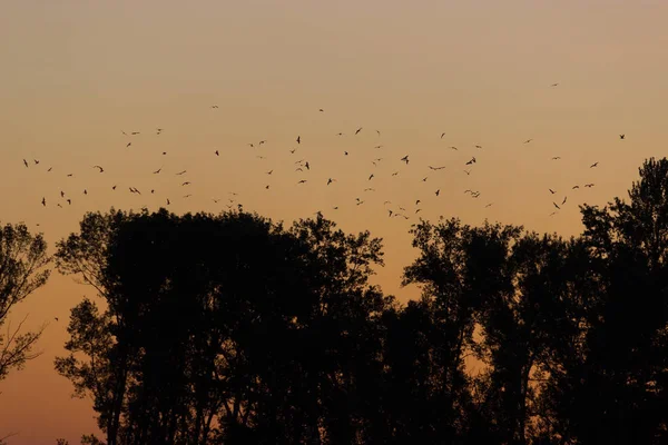 Evening Time Silhouette Tree Sunset Sky — Stock Photo, Image