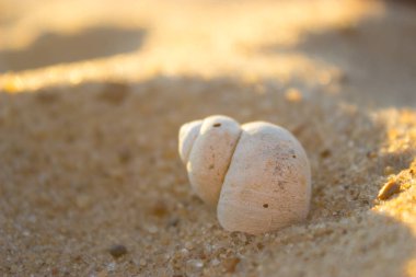 Nautilus kabuğu sarı güneş ışığı altında kum bir plajda