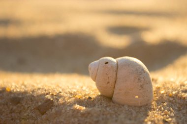 Nautilus kabuğu sarı güneş ışığı altında kum bir plajda