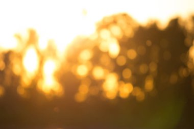 Soyut pastel orman arka plan bulanıklık. Altın güneş ışığı