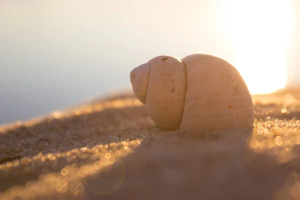 Conchiglia Nautilus Una Spiaggia Sabbia Luce Solare Gialla — Foto Stock