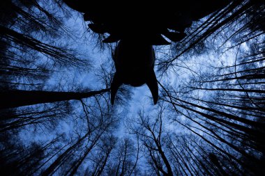 ürkütücü karanlık ormanın içinde hayalet siluet