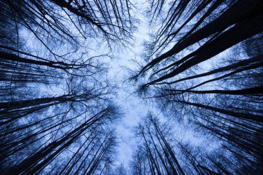 Karanlık Orman moody. Cadılar Bayramı kavramı