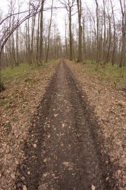 Sonbahar ormandaki Off-Road parça.