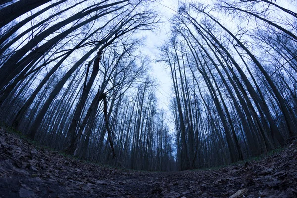 어두운 숲입니다 할로윈 — 스톡 사진