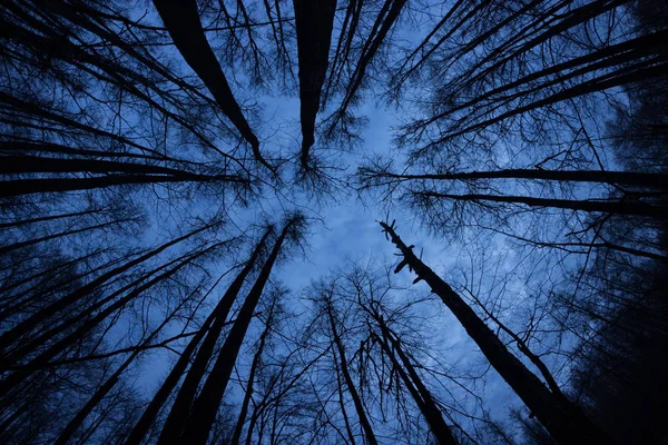 어두운 숲입니다 할로윈 — 스톡 사진