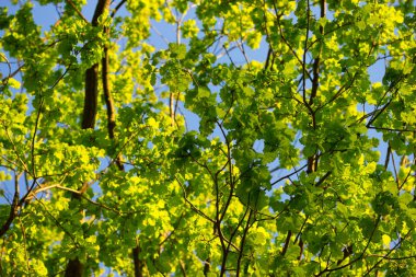 güneş ışığı yalak brançlardan bırakır