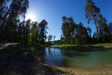 Çam ağacı orman görüntü