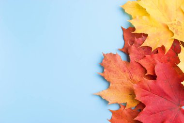 kopya alanı ile mavi arka plan üzerinde sonbahar yaprakları