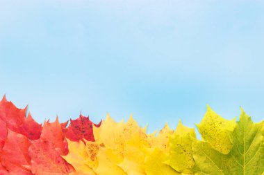 kopya alanı ile mavi arka plan üzerinde sonbahar yaprakları