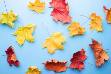 mavi zemin üzerine sarı sonbahar yaprakları. texure