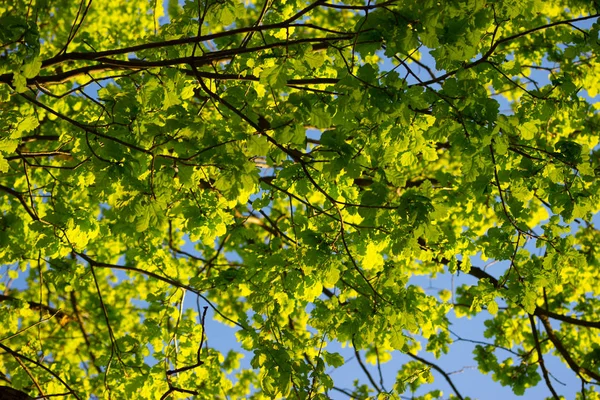 Солнечный Свет Корыто Листья Бранчи — стоковое фото
