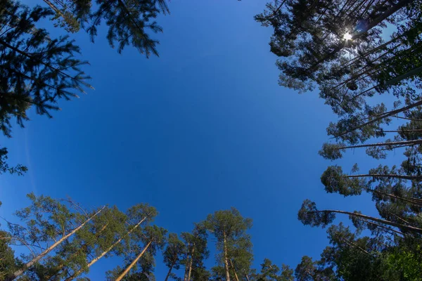 Uzun Boylu Eski Ağaçlarının Alttan Görünüm — Stok fotoğraf