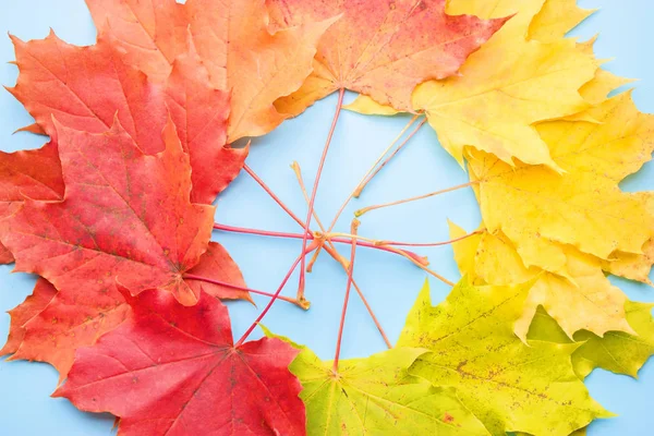 Красочные Красно Желтые Оранжевые Осенние Листья Голубом Фоне — стоковое фото